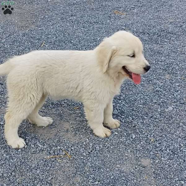 Vanilla, English Cream Golden Retriever Puppy